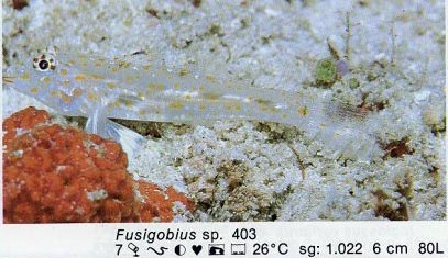 Fusigobius sp